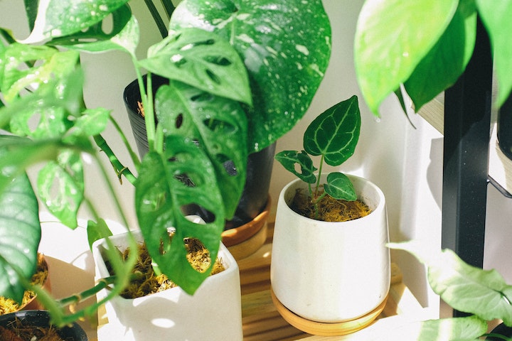plant zone understanding right plant and place